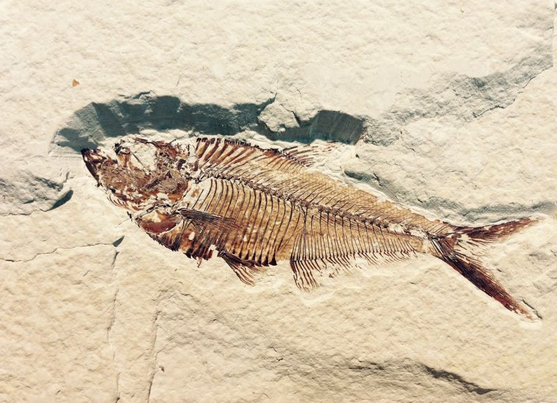Fish fossil in light-colored stone