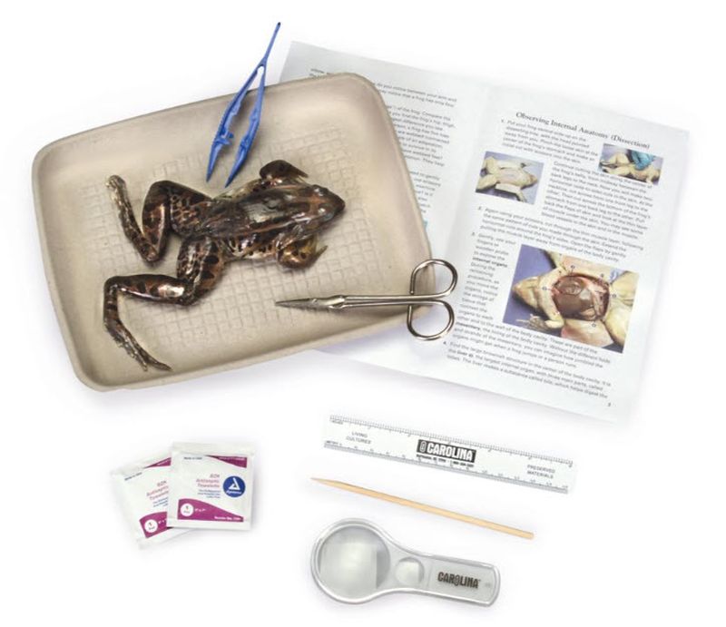 Frog dissection kit including specimen, tray, booklet, and tools