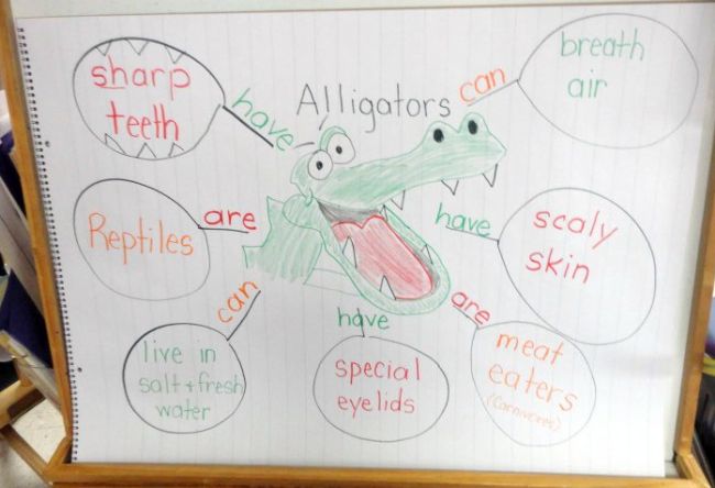 Web graphic organizer for an alligator