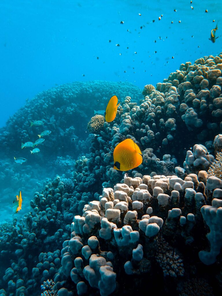 fish and coral in the great barrier reef, a natural wonder of the world