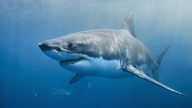 Great white shark in the ocean
