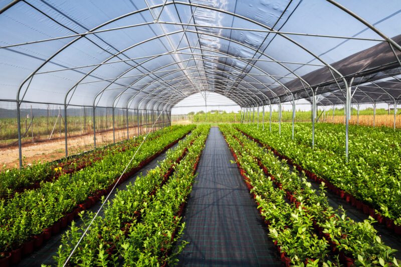 Agriculture Greenhouse Interior