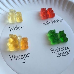 gummy bear science experiment for a winter science experiment 