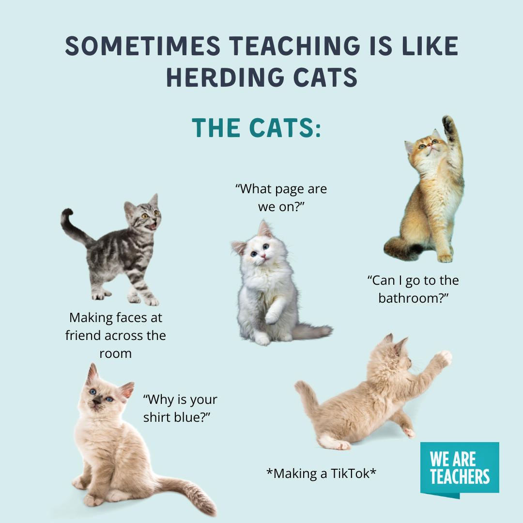 herding cats funny school meme