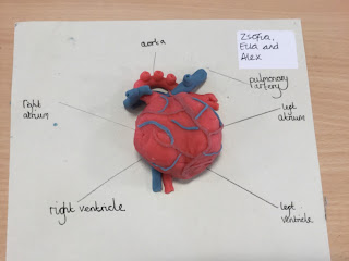 red and blue model of the heart for heart and circulatory system activities 