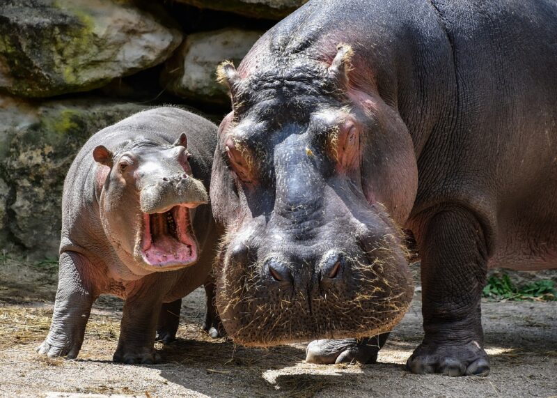 A hippo mother and baby with its mouth open