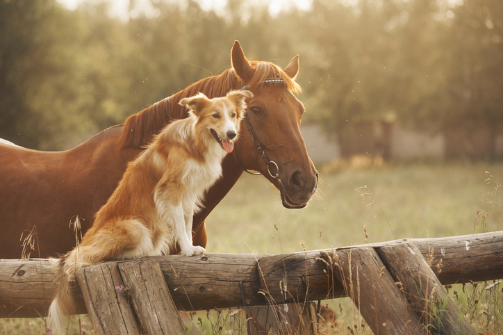 A horse and a dog are shown.