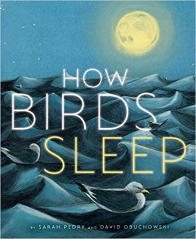 Book cover for How Birds Sleep 