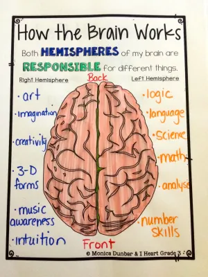 chart about the brain and what each part does for neurodiversity awareness activity 