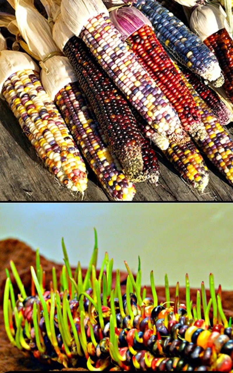sprouting indian corn