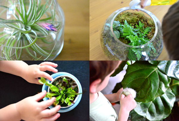 four examples of indoor plants for classrooms for green school ideas 
