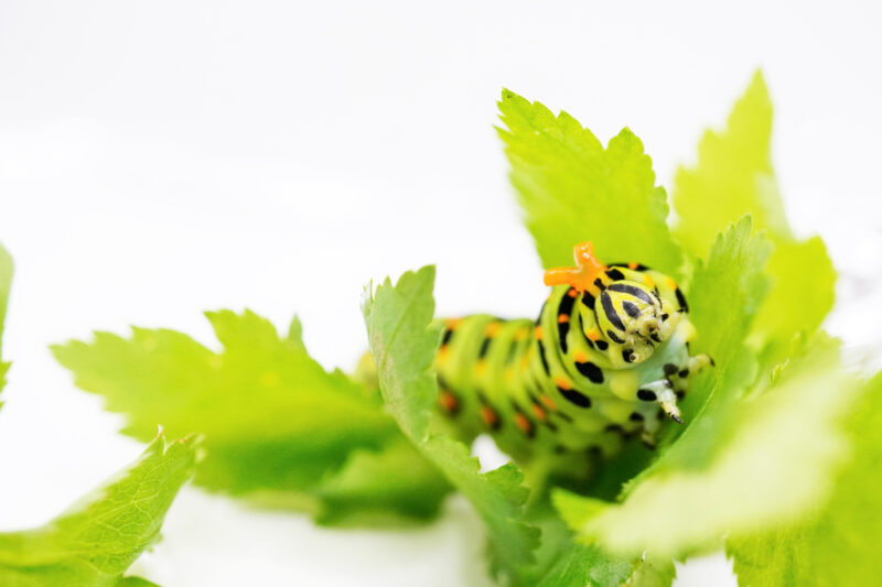 Terminal instar larva of the Yellow swallowtail butterfly, which rides menacingly on the green leaves of the Japanese honeywort on a white background and produces orange stink horns.
