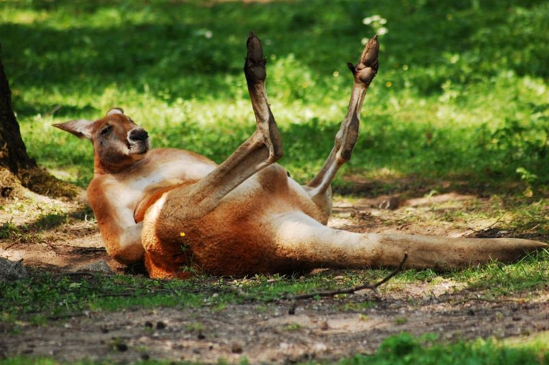 A kangaroo sprawled on its back in the grass