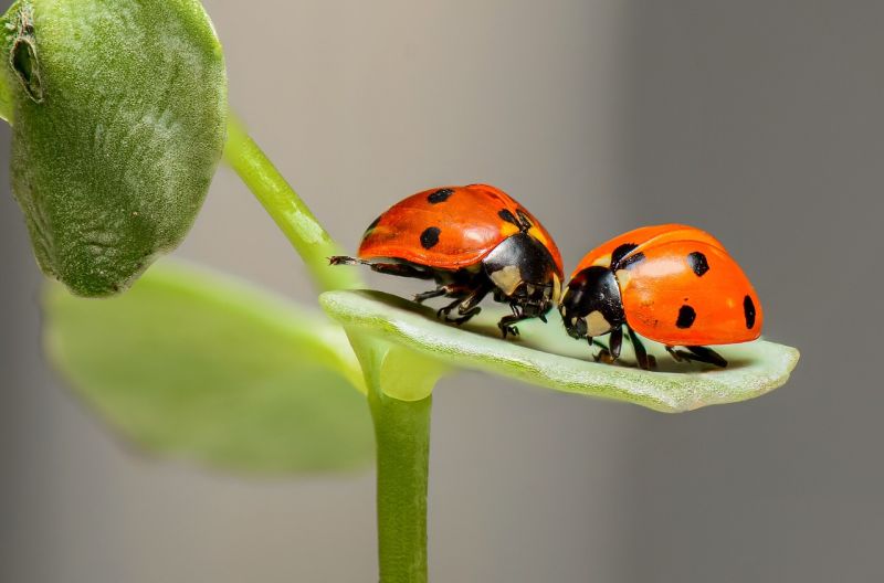 Of pair of spotted red ladybugs perched on a leaf