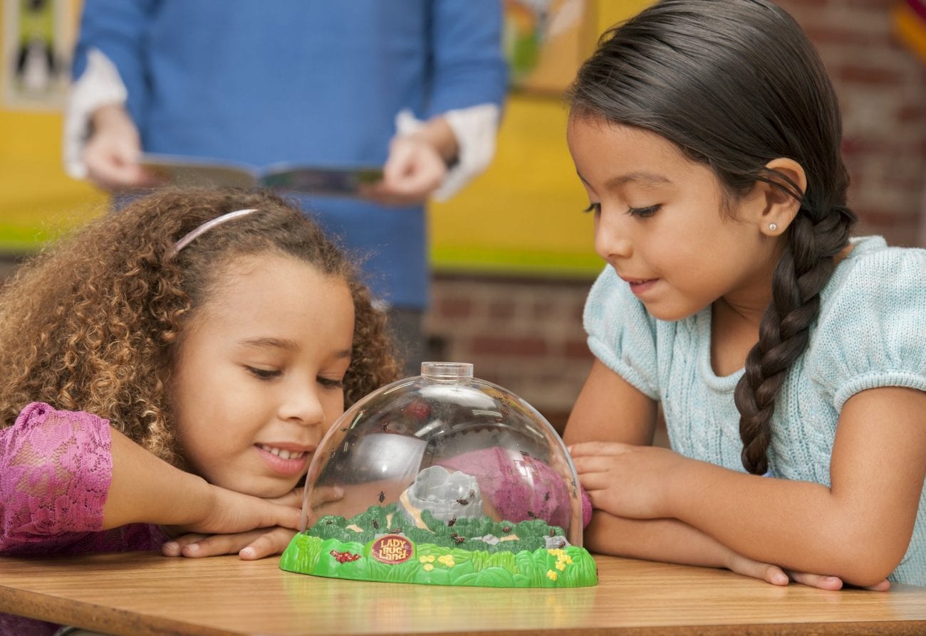 10 Buzz Worthy Creepy Crawly Insect Kits For the Classroom