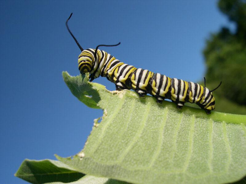 Monarch caterpillar eating milkweed.