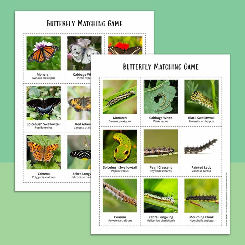 2 pages of a butterfly matching game, one with 9 pictures of butterflies and one with 9 pictures of caterpillars