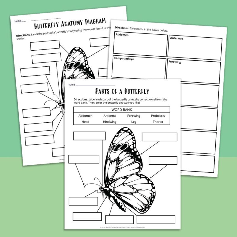 Three pages of a butterfly anatomy worksheet bundle