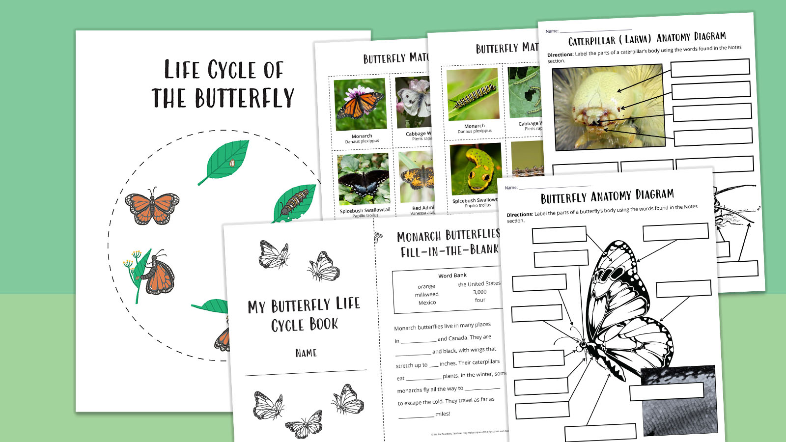 Collection of free printable life cycle of a butterfly worksheets and activities