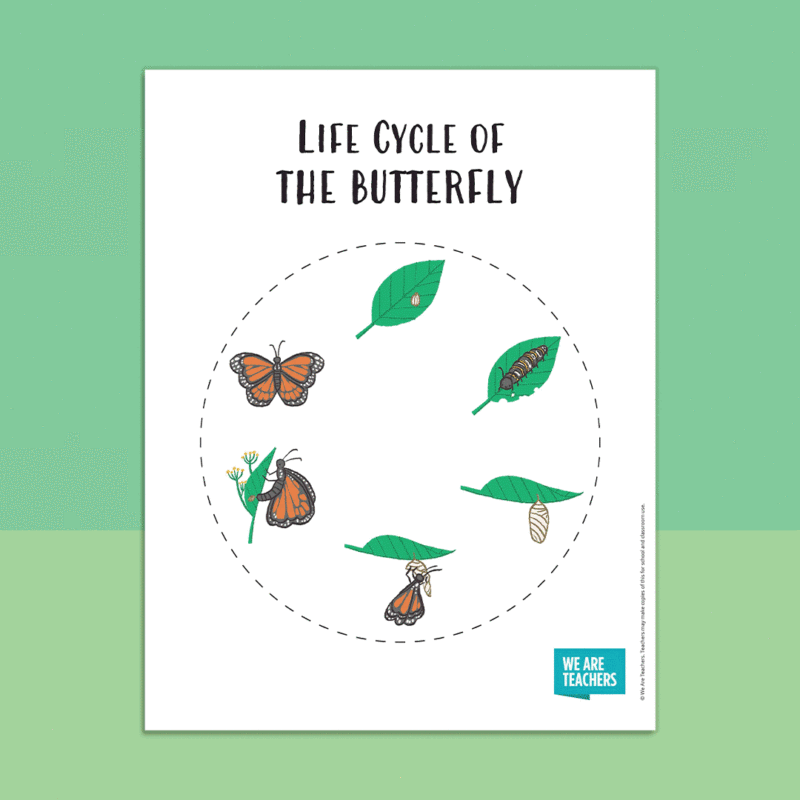 Life Cycle of a Butterfly printable worksheet, showing cartoon images of each stage of the life cycle in a circle