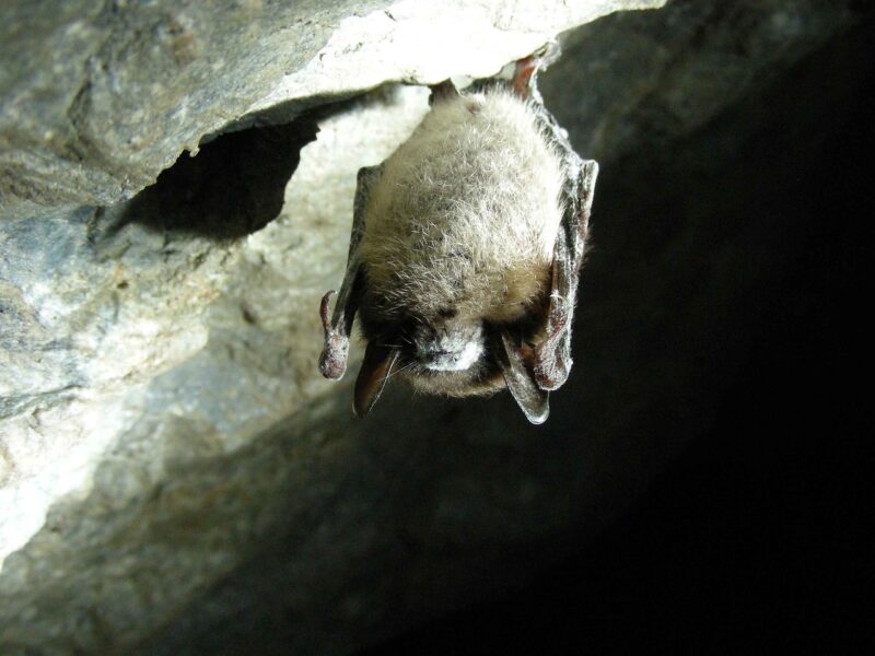 Little brown bat as an example of animals that hibernate