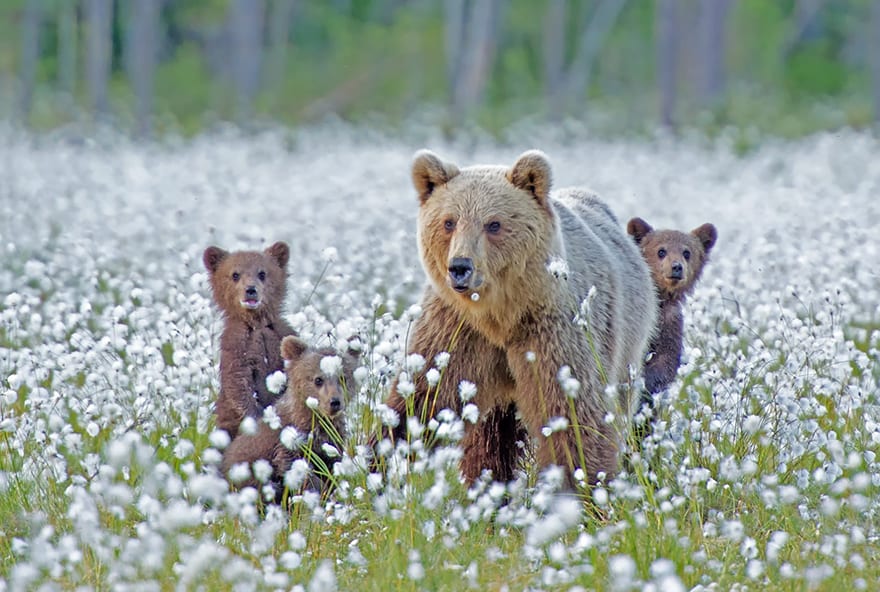 Mama bear and two baby bears in a field of flowers