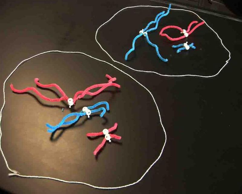 Cellular meiosis model made with pipe cleaners, beads, and string