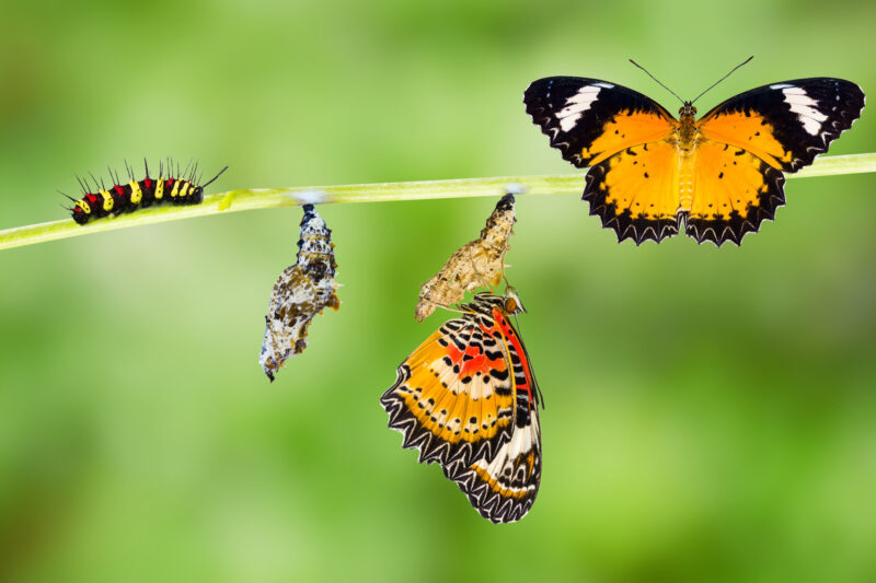 Male Leopard lacewing (Cethosia cyane euanthes)  butterfly , caterpillar, pupa and emerging.