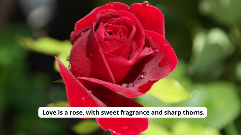 A deep red rose, with text reading "Love is a rose with sweet fragrance and sharp thorns."