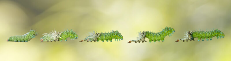 Molting caterpillar stage of Atlas butterfly ( atlas; attacus )