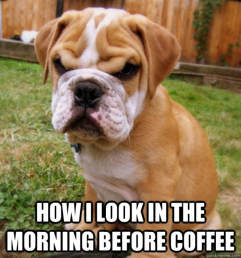 dog meme morning before coffee