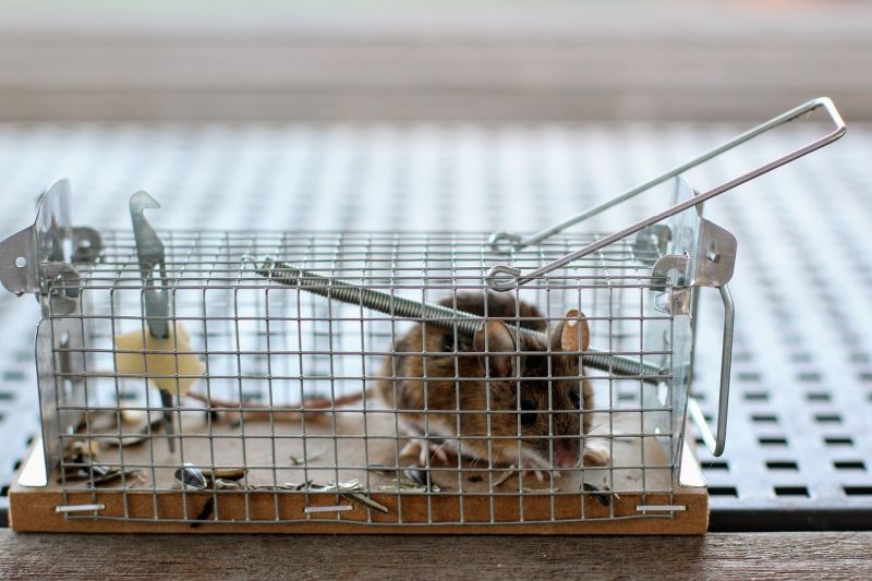 A small mouse caught in cage trap with a piece of cheese