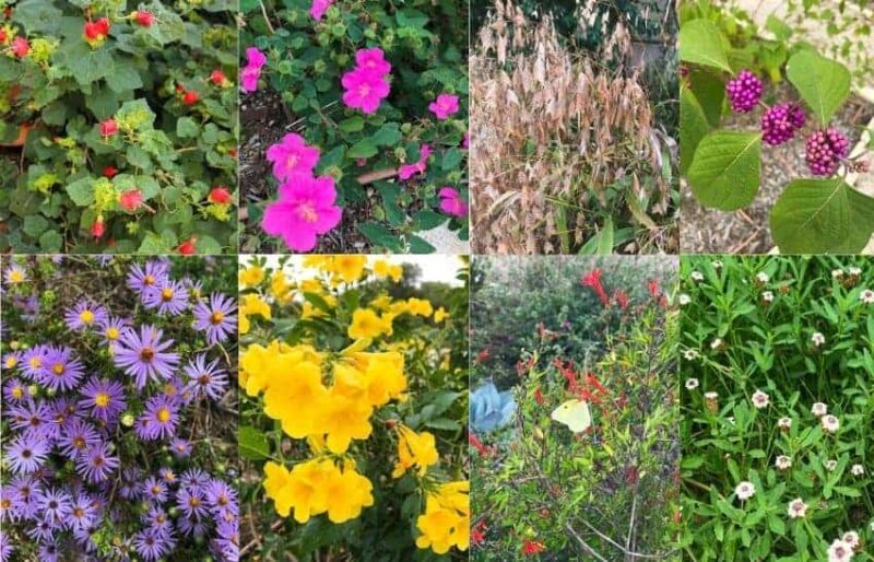 selection of native plants for an activity for Native American heritage month 