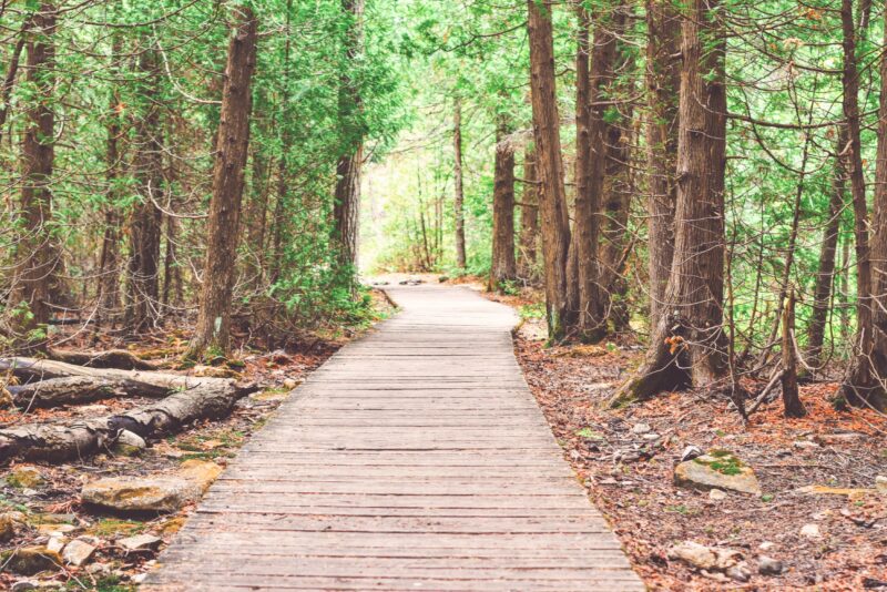 path into the woods 