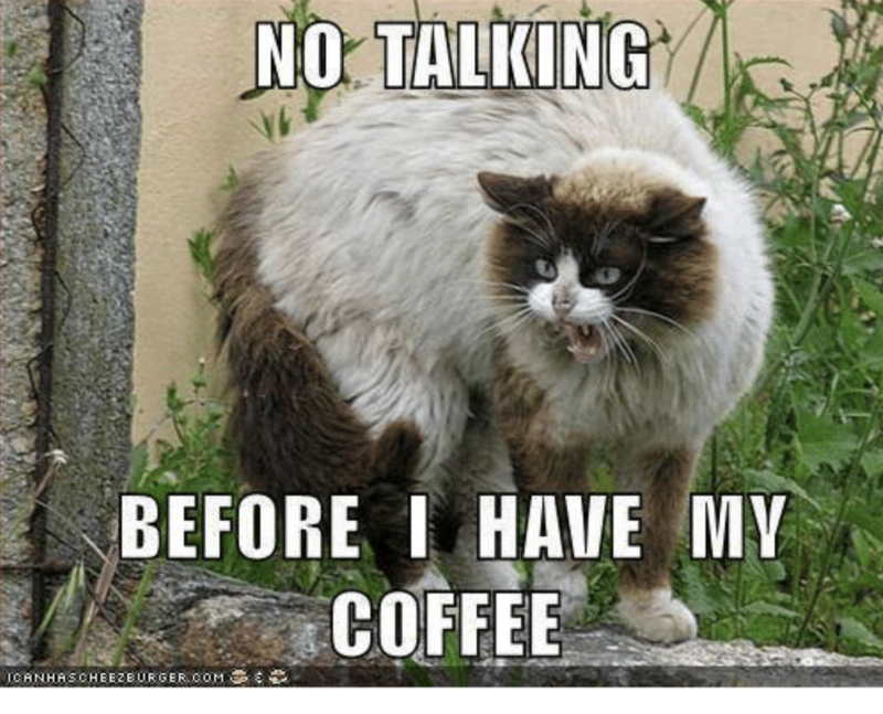 no talking cat coffee meme
