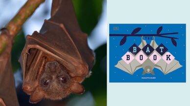 Bat and book cover for The Bat Book as part of a nocturnal animals list