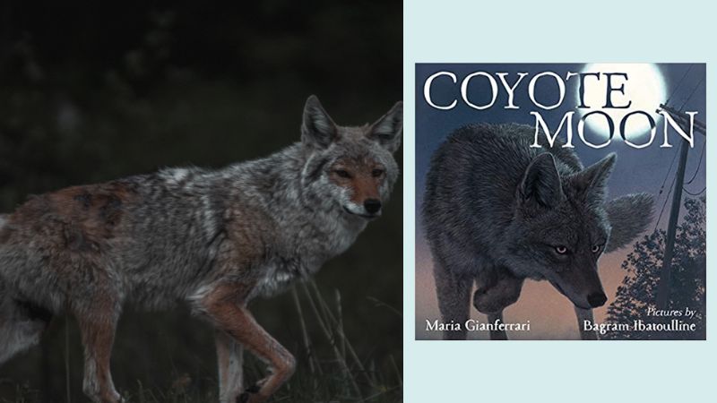 Coyote and book cover for Coyote Moon