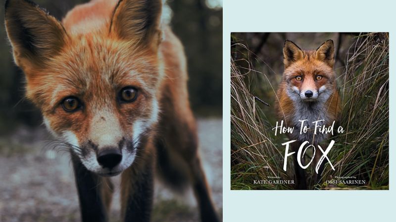 Fox and book cover for How to Find a Fox as part of a nocturnal animals list