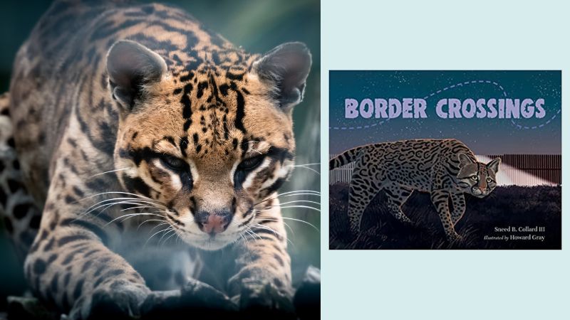 Ocelot and book cover for Border Crossing