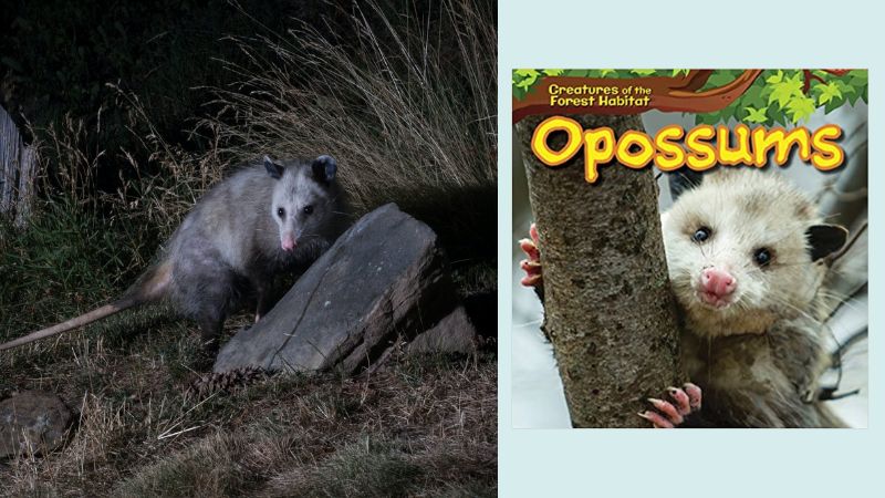 Opossum and book cover for Opossums (Creatures of the Forest Habitat)