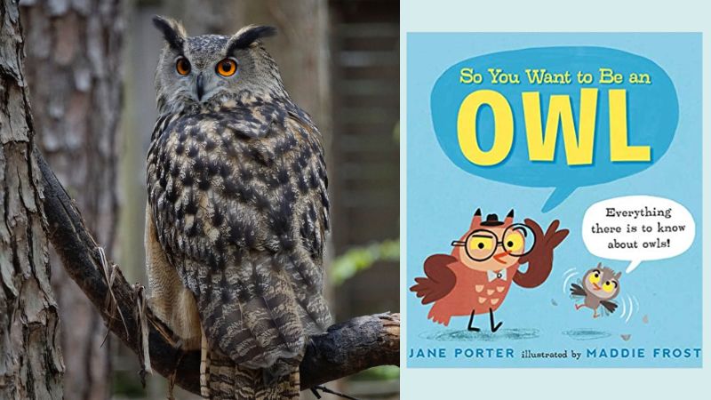 Owl and book cover for So You Want To Be An Owl? as part of a nocturnal animals list