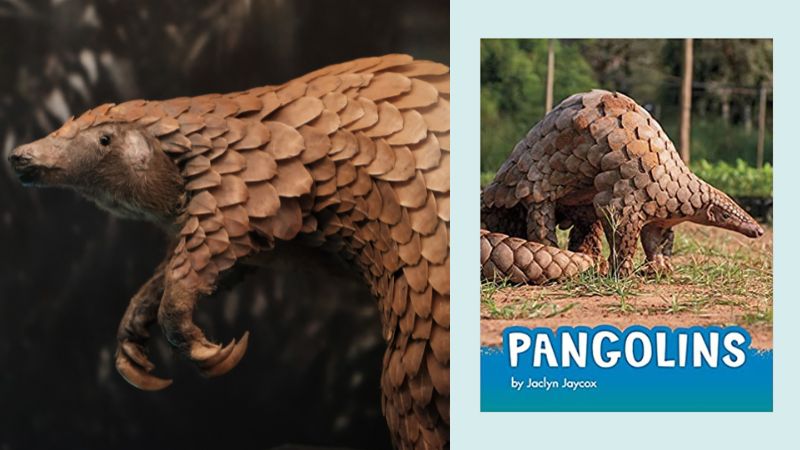 Pangolin and book fover for Pangolins