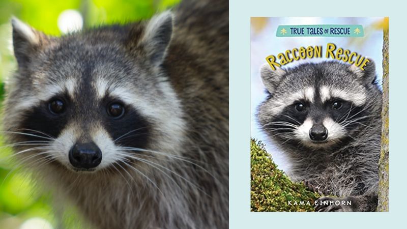 Racoon and book cover for Racoon Rescue: Tales of True Rescue as part of a nocturnal animals list