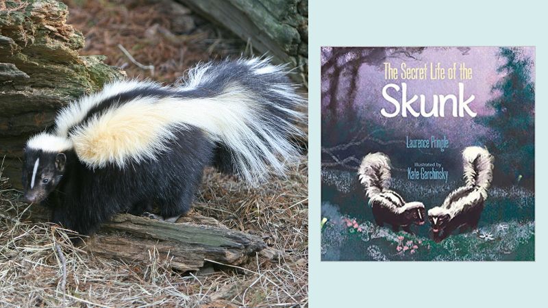 Skunk and book cover for The Secret Lives of Skunks