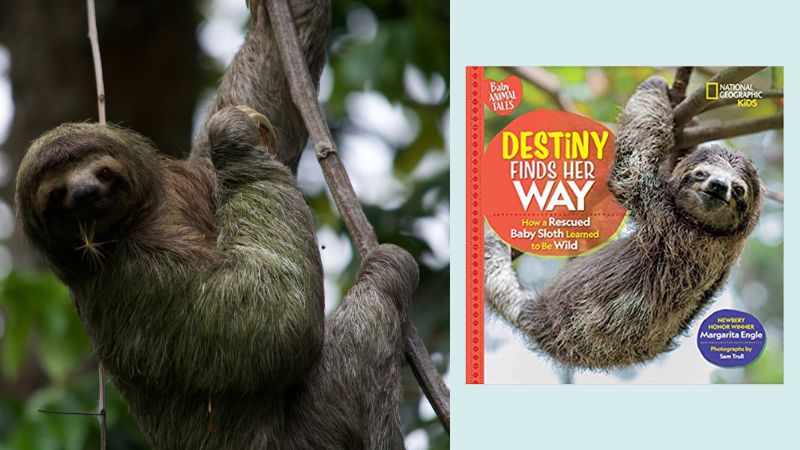 Slot and book cover for Destiny Finds Her Way