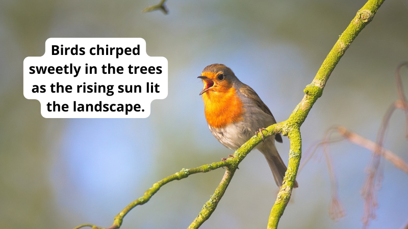 Photo of an English Robin singing on a branch. Text reads Birds chirped sweetly in the trees as the rising sun lit the landscape, as an example of onomatopoeia.