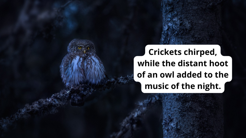 An image of an owl sitting on a branch at night. Text reads Crickets chirped, while the distant hoot of an owl added to the music of the night, an example of onomatopoeia.