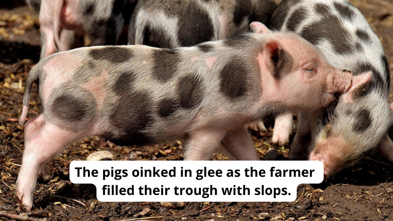 Photo of spotted piglets. Text reads The pigs oinked in glee as the farmer filled their trough with slops, an example of onomatopoeia.