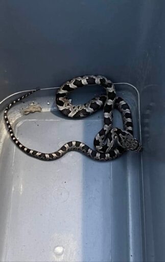 Snake in a plastic tub as an example of teachers managing wildlife