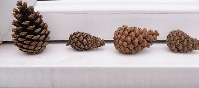 Four pinecones sitting in a row 